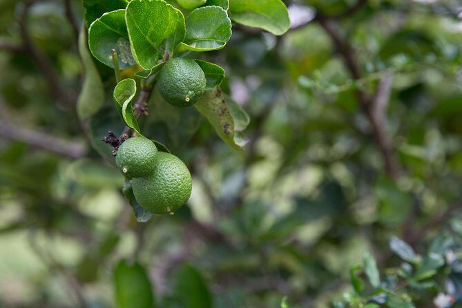 Chiang Mai Home Cooking Class with Garden Tour & Hotel Transfers - The garden tour: herbs, fresh ingredients, and why it changes the cooking