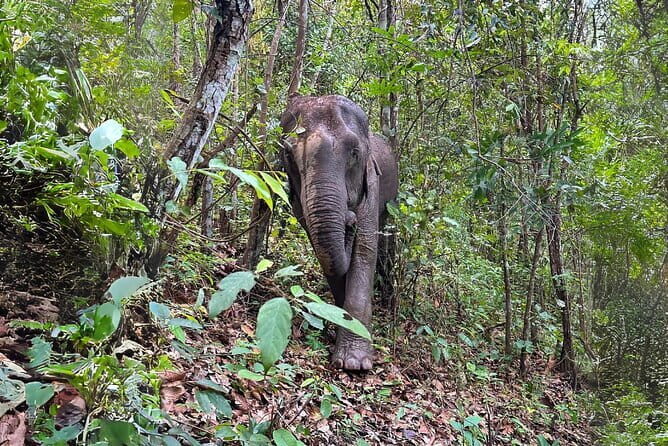Chiang Mai: Inthanon, Elephant Sanctuary Observation & Waterfall - Key highlights you should care about
