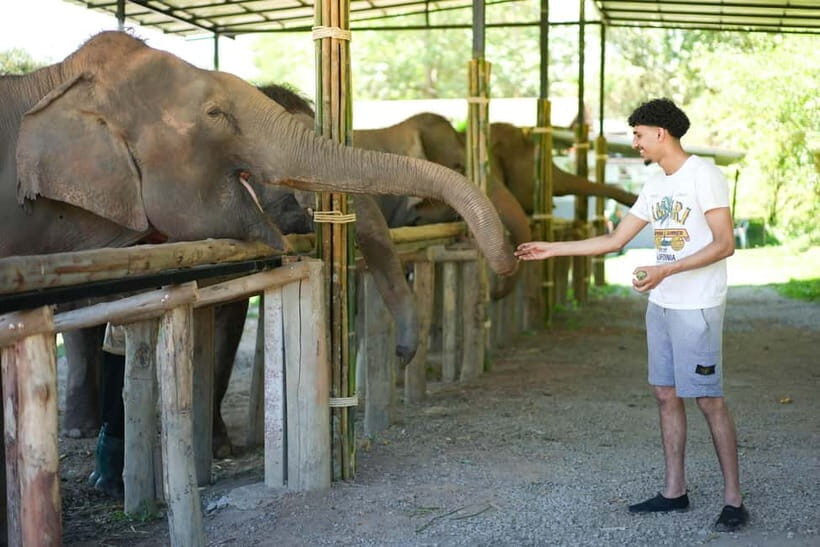 Chiang Mai: Jungle Jumbo Elephant Sanctuary with Waterfall - Key Highlights Worth Getting Excited About