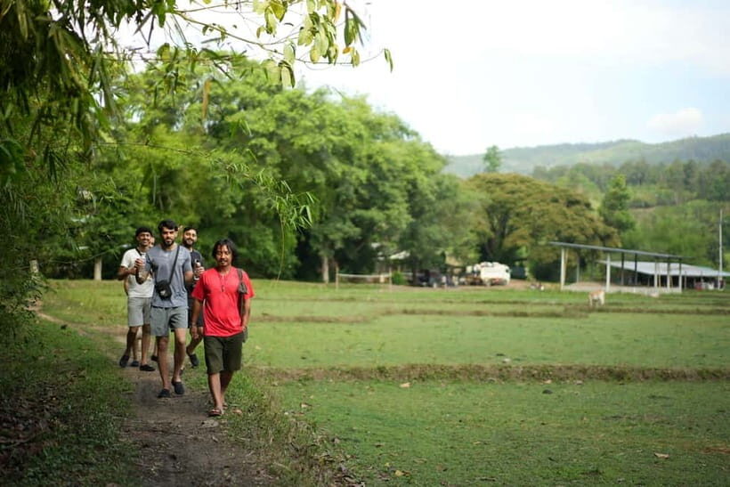 Chiang Mai: Jungle Jumbo Elephant Sanctuary with Waterfall - Who Should Book This Tour—and Who Might Want to Skip It