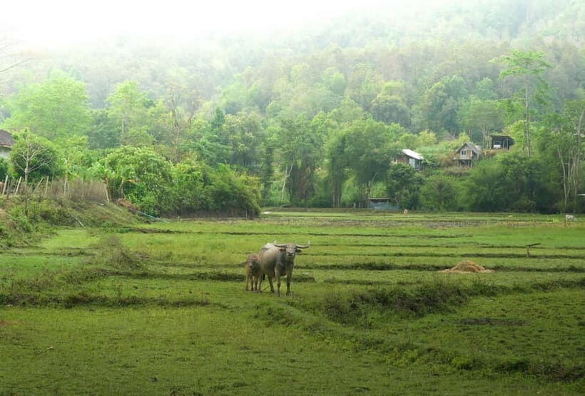 Chiang Mai: Jungle Jumbo Elephant Sanctuary with Waterfall - FAQ
