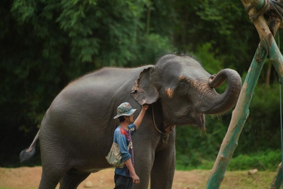 Chiang Mai: National Elephant Care, Rafting, & Ziplines Trip - The zipline platform reality: what the course setup means for you