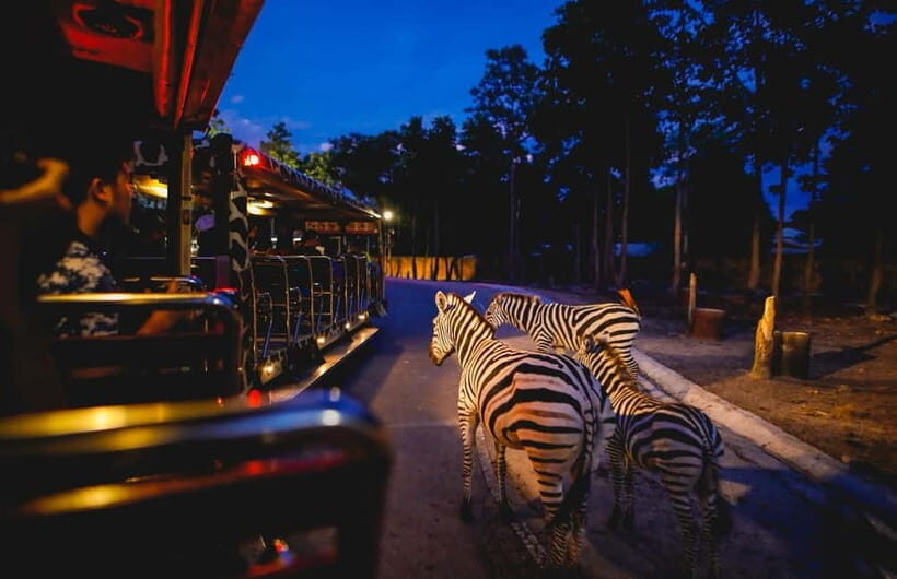 Chiang Mai Night Safari Ticket & Tram Rides Optional Pickup - Chiang Mai Night Safari Ticket Basics: what you’re paying for