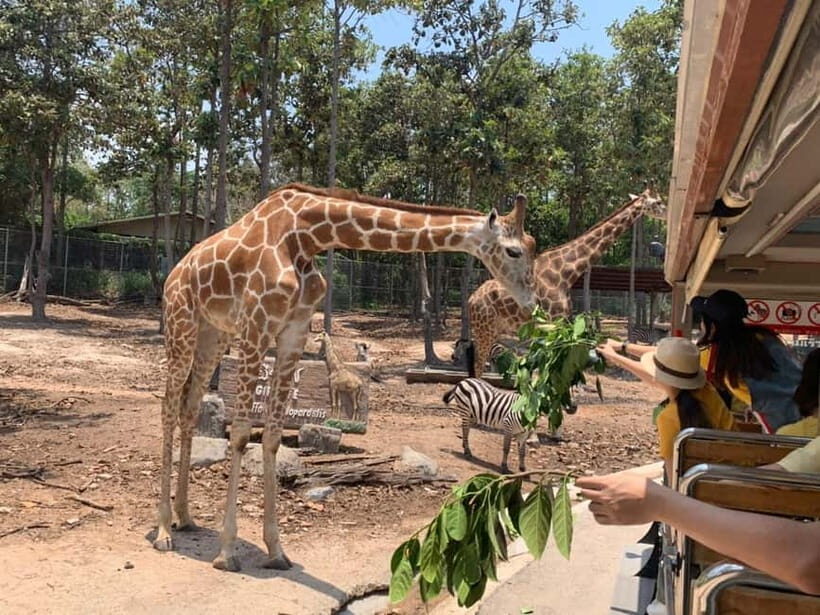 Chiang Mai Night Safari Ticket & Tram Rides Optional Pickup - Animal interactions and feeding: what may cost extra