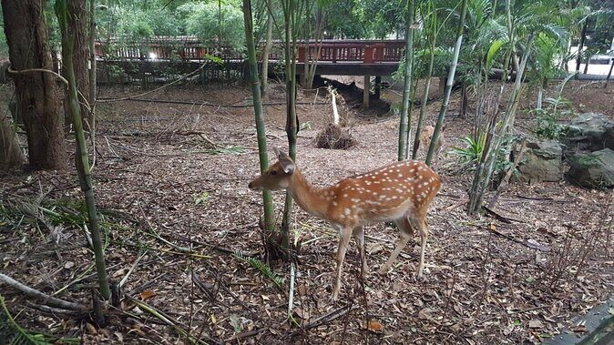 Chiang Mai Night Safari Tour including Transfer (Minimum 2 pax) - Key points to know before you go