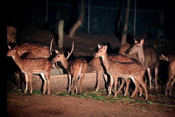 Chiang Mai Night Safari Tour including Transfer (Minimum 2 pax) - The open-sided tram ride: the photo window you’ll want
