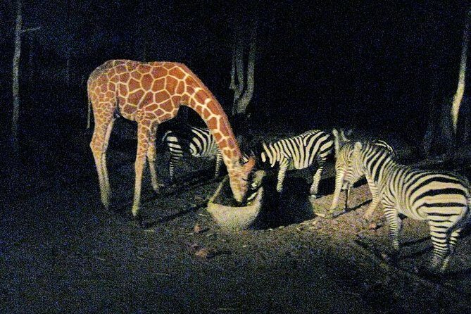 Chiang Mai Night Safari Tour including Transfer (Minimum 2 pax) - Who this night safari is best for