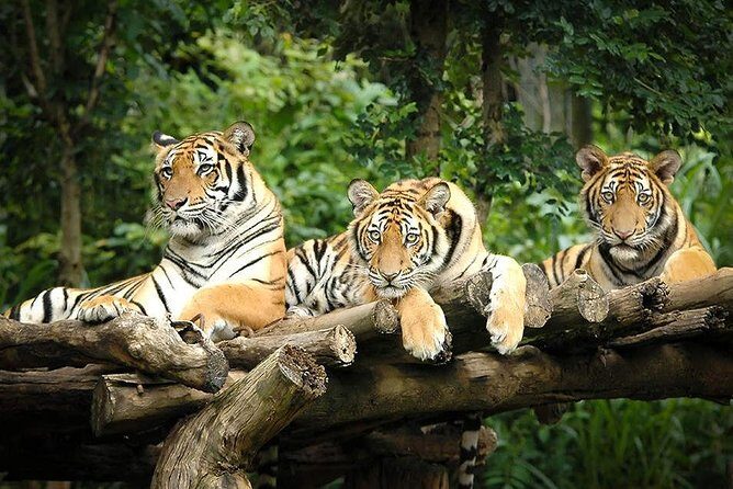 Chiang Mai Night Safari Tour including Transfer (Minimum 2 pax) - Inside the safari: what the nocturnal route is actually like