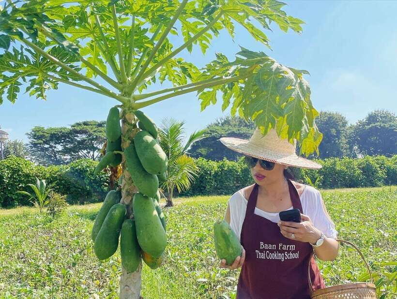 Chiang Mai Organic Thai Cooking Experience - The organic farm tour: garden-to-kitchen logic, not a gimmick