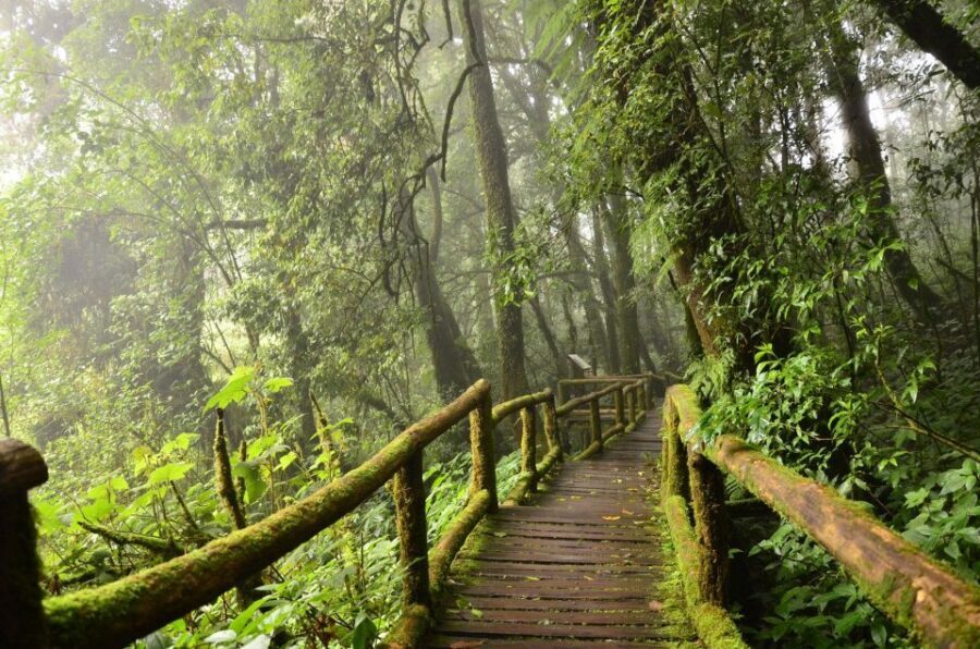 Chiang Mai: Pha Dok Siew Nature Trail & Doi Inthanon Trip - Key Things I’d Prioritize on This Trip