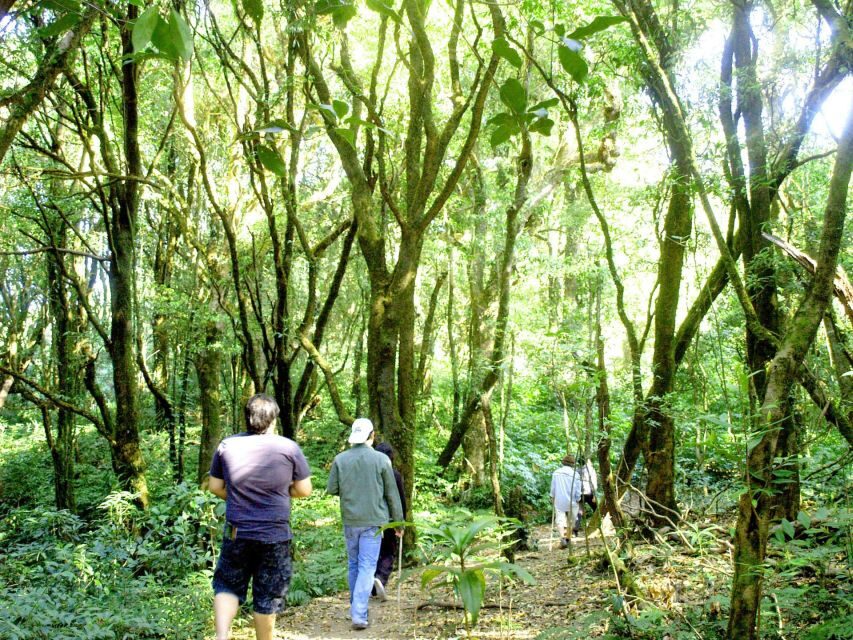 Chiang Mai: Pha Dok Siew Nature Trail & Doi Inthanon Trip - Thailand’s Highest Peak: Cool Air and Roof of Thailand Views