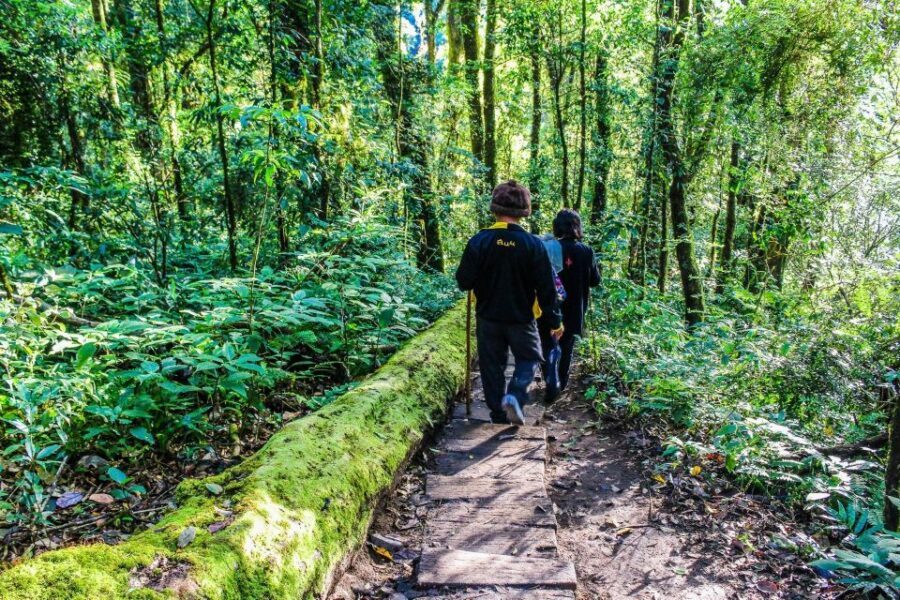 Chiang Mai: Pha Dok Siew Nature Trail & Doi Inthanon Trip - White Karen Coffee Plantation: Lunch, Plants, and a Real Sense of Daily Life