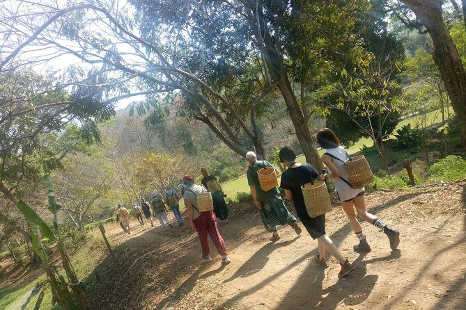 Chiang Mai Private Tour with Tea Plantation, Karen Village, Doi Suthep - Why This Chiang Mai Cultural Day Works So Well