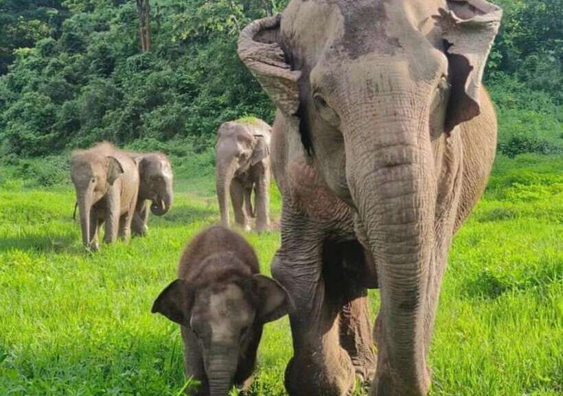 Chiang Mai | TeeTee Elephant Home Elephant Care Half-Day - Feeding Fruit and Making Vitamin Balls: The Kind of Hands-On That Teaches Care