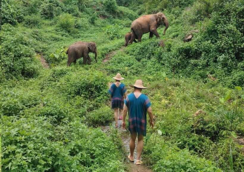 Chiang Mai | TeeTee Elephant Home Elephant Care Half-Day - Care-First Ethics: What Makes the Experience Feel Responsible