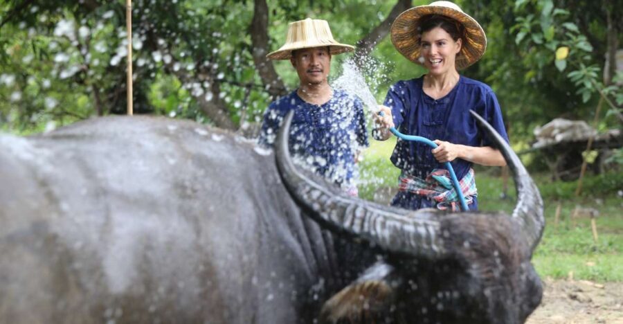 Chiang Mai: Thai Buffalo and Rice Planting Experience - Buffalo Feeding Time: Grass, Care, and the Real Animals