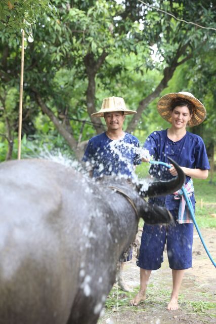 Chiang Mai: Thai Buffalo and Rice Planting Experience - The Trainer’s Lessons: What You’ll Learn (and What You’ll Remember)