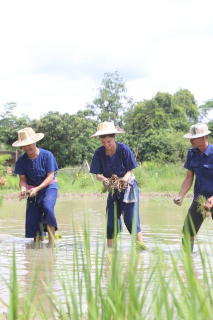 Chiang Mai: Thai Buffalo and Rice Planting Experience - Lunch Break on a Working Farm: Green Chicken Curry and More