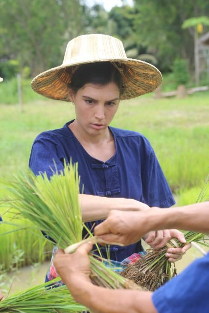 Chiang Mai: Thai Buffalo and Rice Planting Experience - Red Taxi Pickup and a Tight 150-Minute Flow