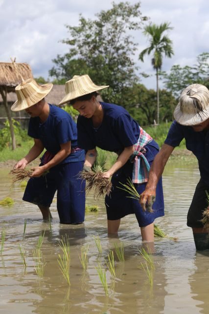 Chiang Mai: Thai Buffalo and Rice Planting Experience - Price vs. What You Get at $57