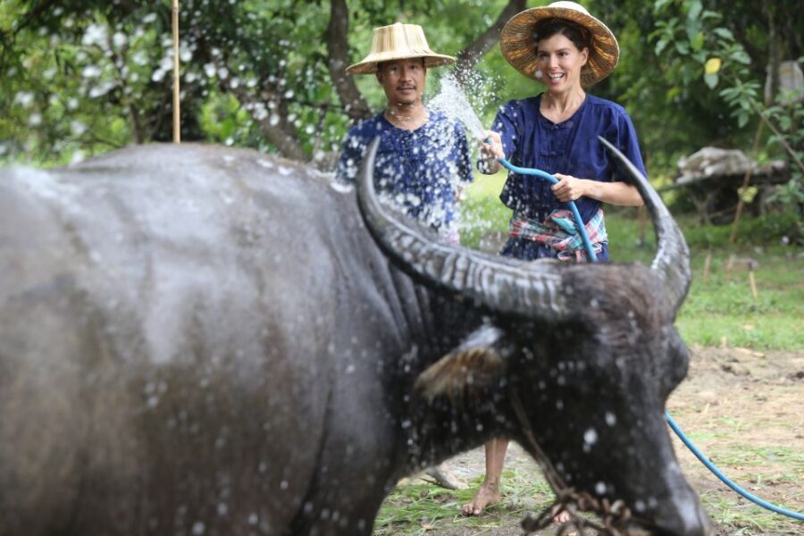 Chiang Mai: Thai Buffalo and Rice Planting Experience - Who Should Book This Chiang Mai Buffalo and Rice Session