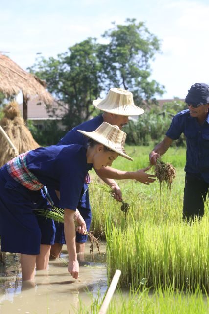 Chiang Mai: Thai Buffalo and Rice Planting Experience - Should You Book This Buffalo and Rice Planting Class?