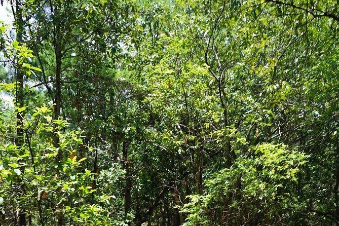Chiang Mai Trekking Tour :Full day (no rafting) - Market stop and lunch: small details that make the day work