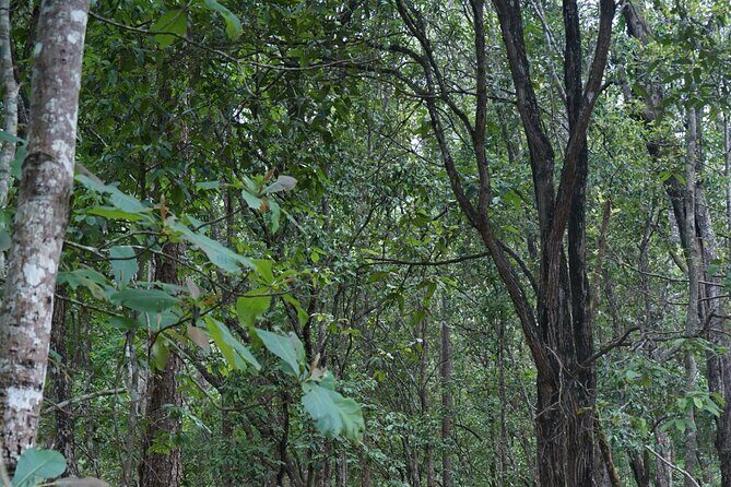 Chiang Mai Trekking Tour :Full day (no rafting) - Price and value: is $64.53 actually fair?