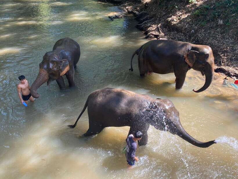Chiang Mai Untouched Elephant: Nature Walk & Waterfall Trek - The Elephant Care Park: Feeding by Hand Without the Crowd-Show Feel