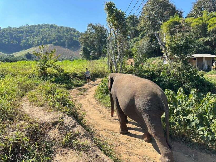 Chiang Mai Untouched Elephant: Nature Walk & Waterfall Trek - Mae Wang Waterfall Stop: Short Walk, Real Nature, and Possible Crowd Energy