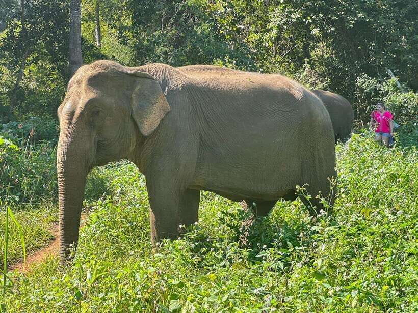 Chiang Mai Untouched Elephant: Nature Walk & Waterfall Trek - River Mud Spa and Bath: The Part That Gets Messy and Memorable