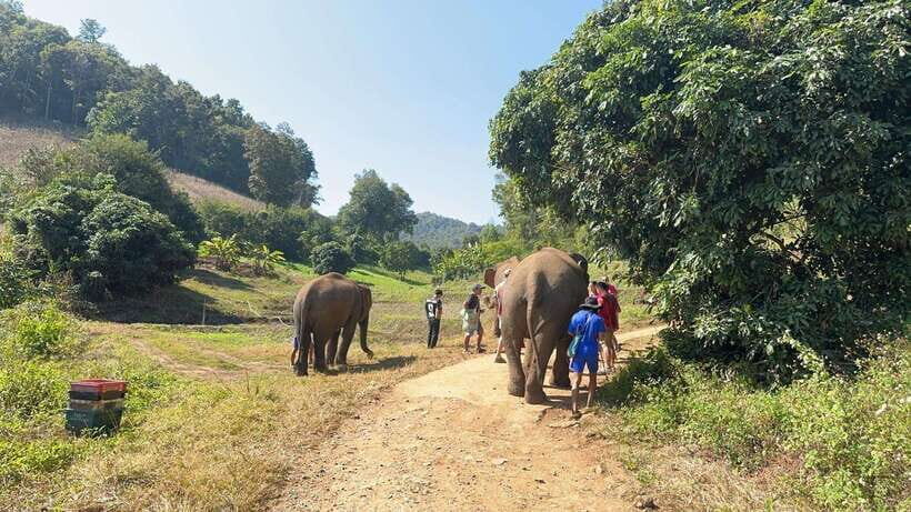 Chiang Mai Untouched Elephant: Nature Walk & Waterfall Trek - What $51 Buys You in Chiang Mai Time and Value