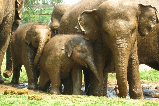Chiang Mai Zipline White Water Rafting and Elephant Sanctuary - Whitewater Rafting After a 80-Minute Transfer