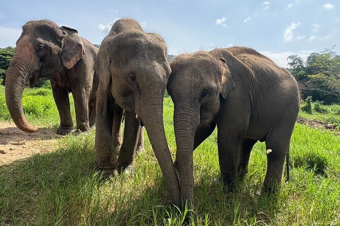 Chiangmai Half Day Visit and Wildlife Experience - Key Highlights You’ll Notice Right Away