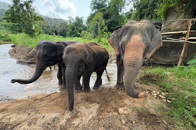 Chiangmai Half Day Visit and Wildlife Experience - Group Size and Timing: A Calm Half Day, Not a Marathon