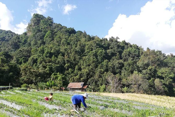 Doi Inthanon Day Trip:Twin Pagodas,Soft Hiking,Coffee Plantation - Kew Mae Pan Soft Hiking Trail: A Real Trail Without the Grind