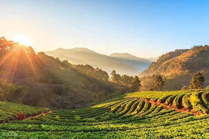 Doi Inthanon Discovery Tour: Waterfalls, Villages & Highest Peak - Hill-tribe market and Mae Klang Luang coffee: real daily life breaks