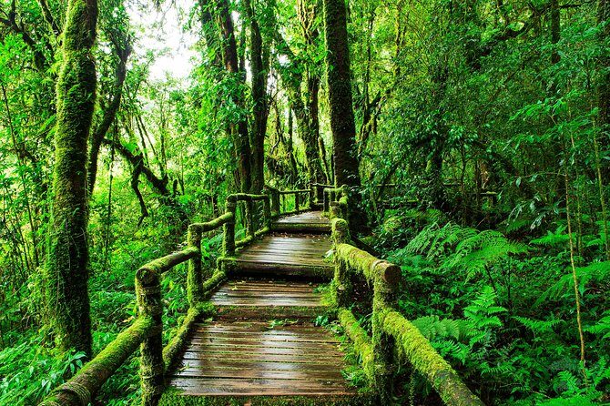 Doi Inthanon National Park - Thailand's Highest Peak - Reaching the Summit Shrine Area: The Quiet Part of Doi Inthanon