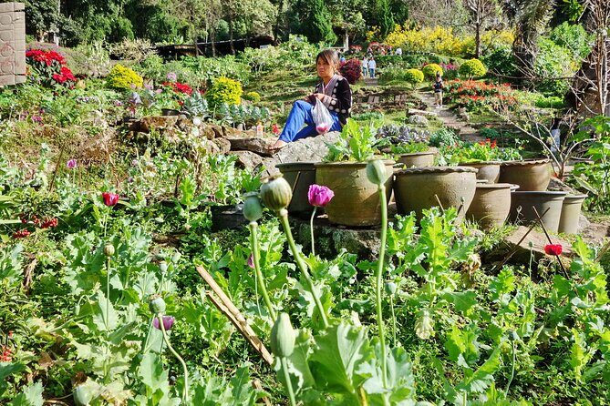 Doi Suthep and Hmong Hilltribe Half Day Tour in Chiang Mai - Price and value: why $26.88 can work (or disappoint)
