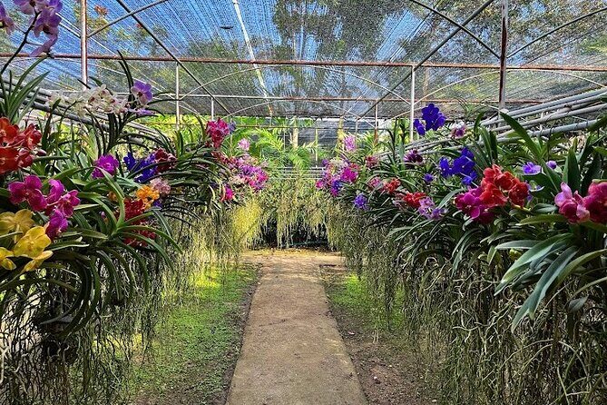 Doi Suthep Temple, Pha Lat Temple, Sticky Waterfall, Orchid farm - Price and Logistics: Is $78 for This Day Fair Value?