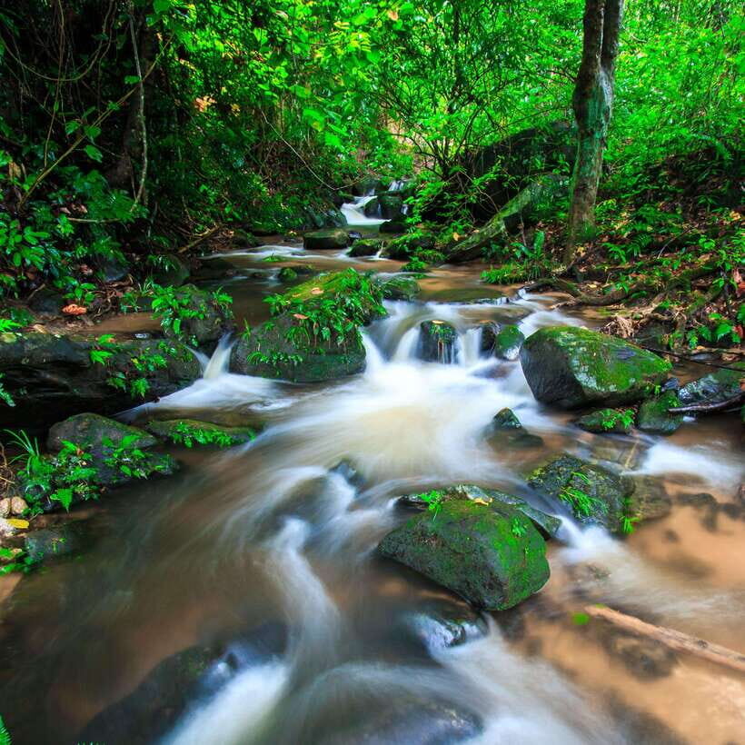 Eco-Friendly: Doi Inthanon & Pha Dok Siew Trekking Day Trip - Pha Dok Siew Nature Trail Trek: Forest Walking for About Two Hours