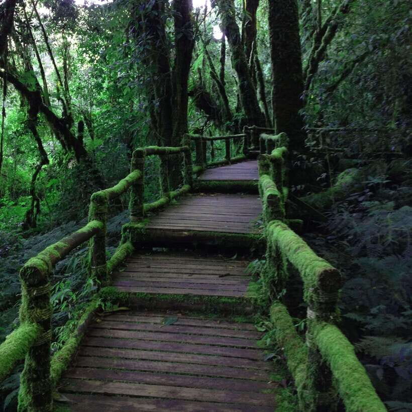 Eco-Friendly: Doi Inthanon & Pha Dok Siew Trekking Day Trip - Mae Klang Luang Village and Coffee Roasting: Small-Culture Stop with a Flavor Connection