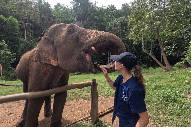 Elephant care program at CHIANGMAI ELEPHANT CARE - Key highlights you’ll feel fast