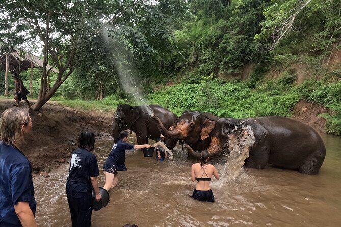 Elephant care program at CHIANGMAI ELEPHANT CARE - Who This Elephant Care Program Fits Best
