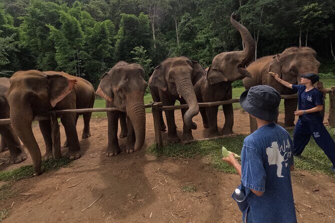 Elephant care program at CHIANGMAI ELEPHANT CARE - Should You Book CHIANGMAI ELEPHANT CARE?