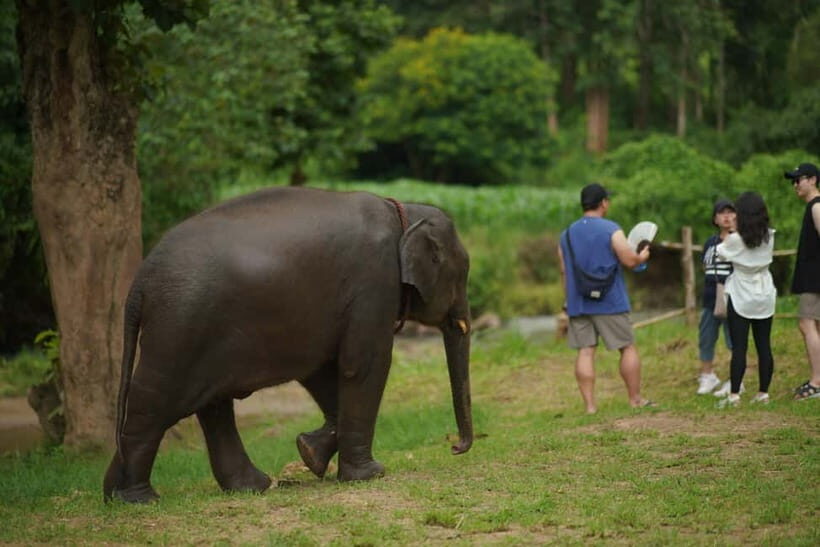 Elephant Habitat Park Feeding Entry & Rafting Van Transfer - Making herbal vitamin balls: why this is better than just handing food over