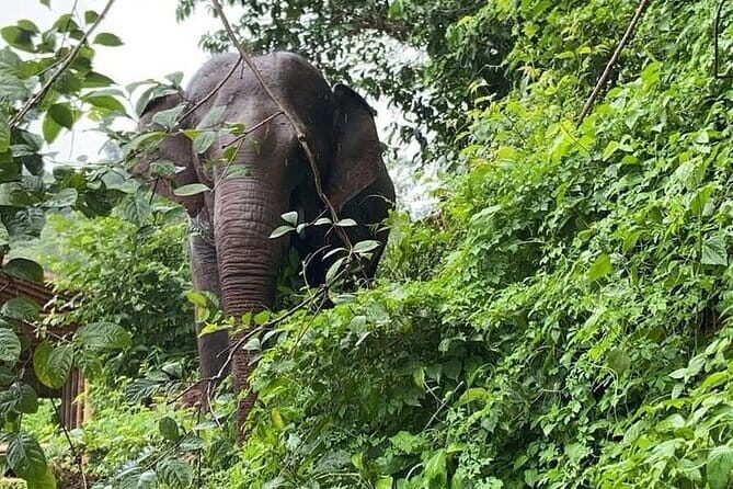 Elephant Sanctuary, Wat Ban Den & Sticky Waterfall - A Smooth 9.5-Hour Route Around Chiang Mai