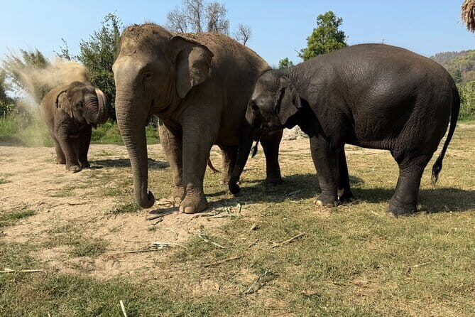 Elephant Sanctuary, Wat Ban Den & Sticky Waterfall - Wat Ban Den: Blue Rooftops, Golden Pagodas, and Lanna Carvings