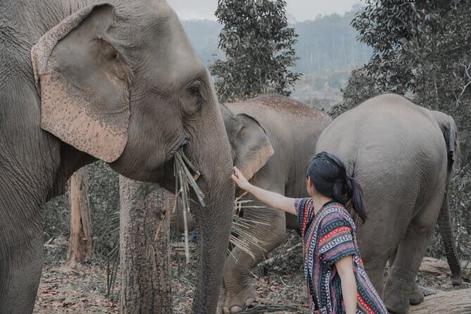 Elephant Sanctuary + Waterfall + Bamboo Rafting One Day Trip - Ethical Elephant Sanctuary Time: Feeding, Interaction, and Respect
