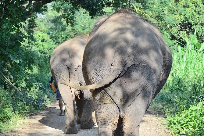 Experience Elephant Sanctuary + Sticky Waterfall - Key things to know before you go